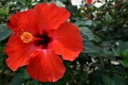 IMG_3973-750w
