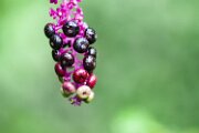 _MG_6310-1500w