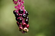 _MG_6312 (2)-1500w