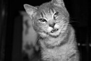 _MG_8517-752w