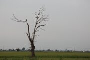 DELTA03372021