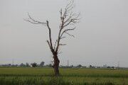 DELTA03382021