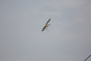 DELTA03392021