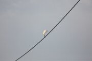 DELTA03442021